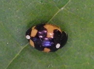 Réf. 295 507 : Ceratomegilla alpina